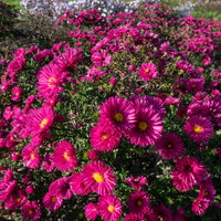 Bio Kissenaster 'Jenny', purpurrot, Topf 11x11 cm, 3Pflanzen Bio Kissenaster 'Jenny', purpurrot, Topf 11x11 cm, 3Pflanzen