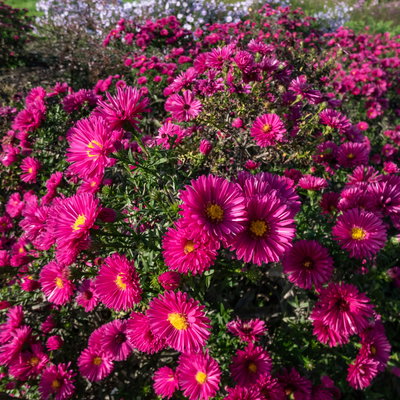 Bio Kissenaster 'Jenny', purpurrot, Topf 11x11 cm, 3Pflanzen Bio Kissenaster 'Jenny', purpurrot, Topf 11x11 cm, 3Pflanzen