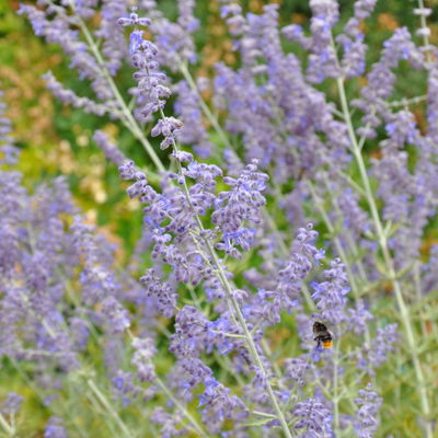 Kölles Beste Kompakte Blauraute 'Little Spire(S)', blauviolett, Topf 3 l Kölles Beste Kompakte Blauraute 'Little Spire(S)', blauviolett, Topf 3 l