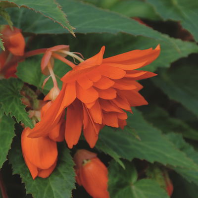 Begonie 'BELLECONIA™', orange, Topf-Ø 13 cm, 6 Pflanzen