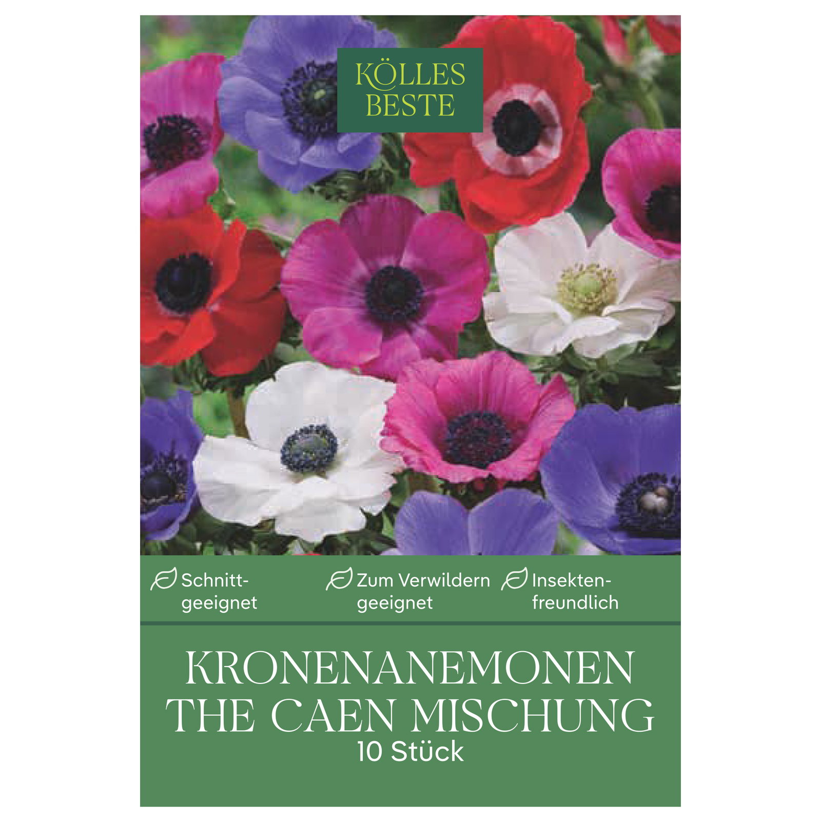 Kölles Beste Kronenanemonen The Caen Mischung, 10 Blumenknollen