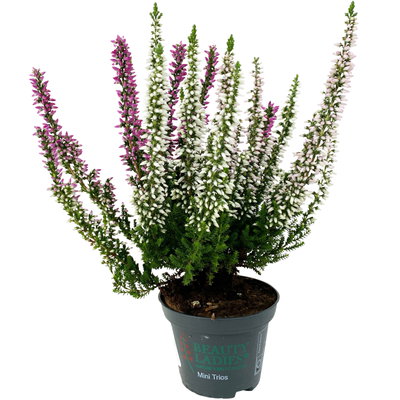 Knospenheide 'Trio' mehrfarbig, Farben zufällig, Topf-Ø 6 cm, 12 Pflanzen Knospenheide 'Trio' mehrfarbig, Farben zufällig, Topf-Ø 6 cm, 12 Pflanzen