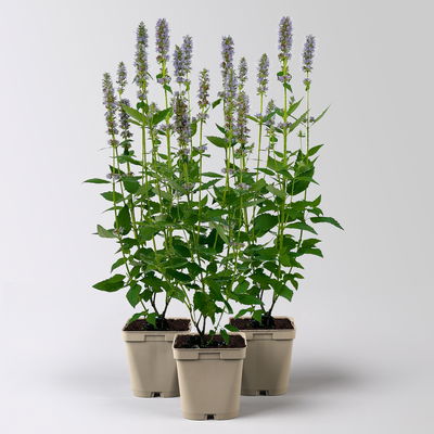 Bio Duftnessel 'Blue Fortune', violett, Topf 11x11 cm, 3 Pflanzen Bio Duftnessel 'Blue Fortune', violett, Topf 11x11 cm, 3 Pflanzen