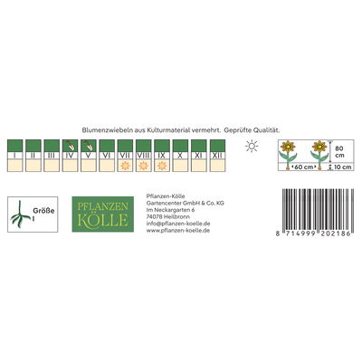 Kölles Beste Blumenknolle, Dekorative Dahlie 'Smiling Don'