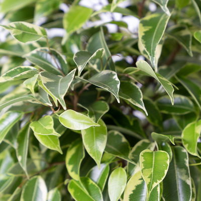 Grünpflanzenkreation  Grünpflanzenkreation