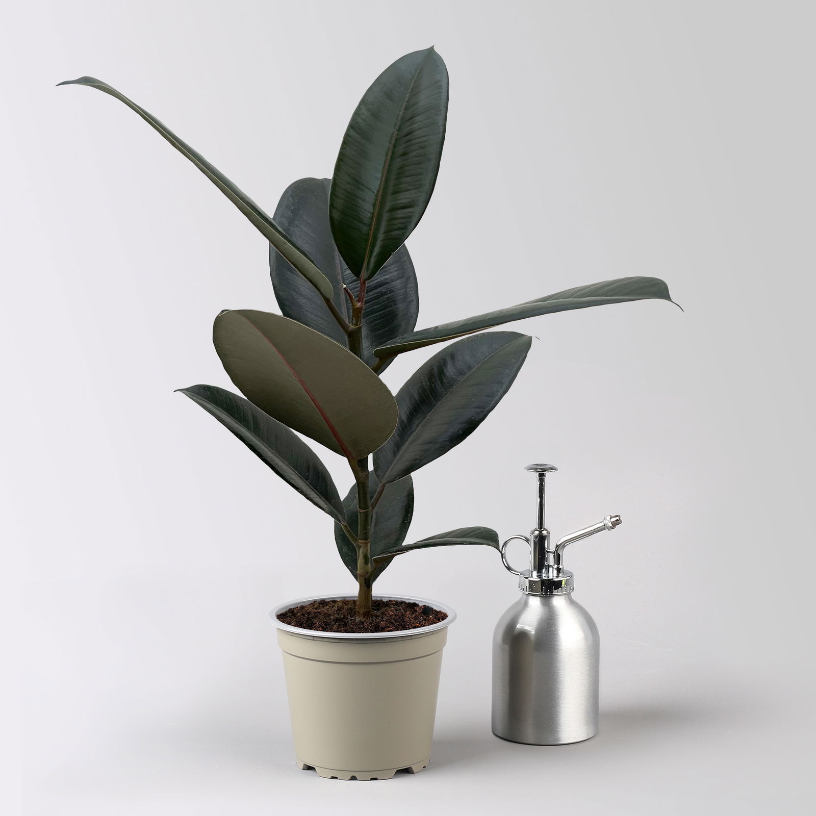 Bio Gummibaum, Ficus 'Abidjan', Topf-Ø 12 cm, 3 Pflanzen