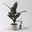 Bio Gummibaum, Ficus 'Abidjan', Topf-Ø 12 cm, 3 Pflanzen