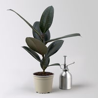 Bio Gummibaum, Ficus 'Abidjan', Topf-Ø 12 cm, 3 Pflanzen