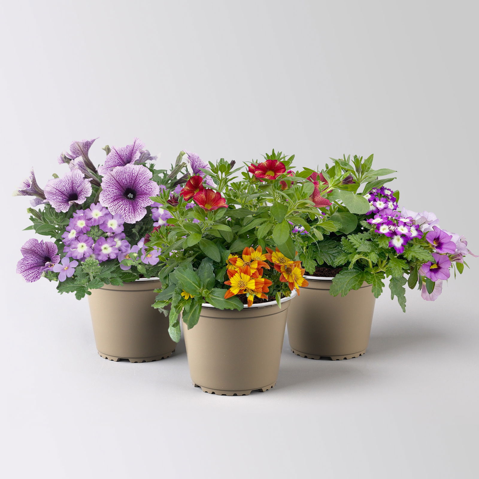Sommerblumen-Mix, nach Verfügbarkeit, Topf-Ø 13 cm, 3 Pflanzen