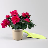 Azalee, rot, gefüllt, Topf-Ø 10,5 cm, 3 Pflanzen