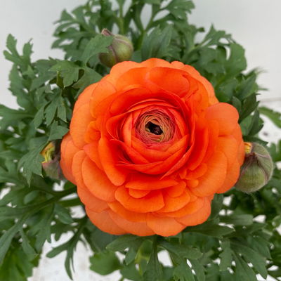 Ranunkel, orange, Topf-Ø 13 cm, 6 Pflanzen