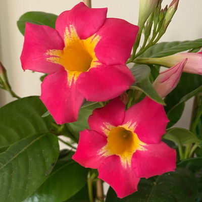 Dipladenie 'Quartz', rosa mit gelb, Spalier, Topf-Ø 17 cm, Höhe ca. 45 cm