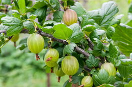 Stachelbeere Stachelbeere