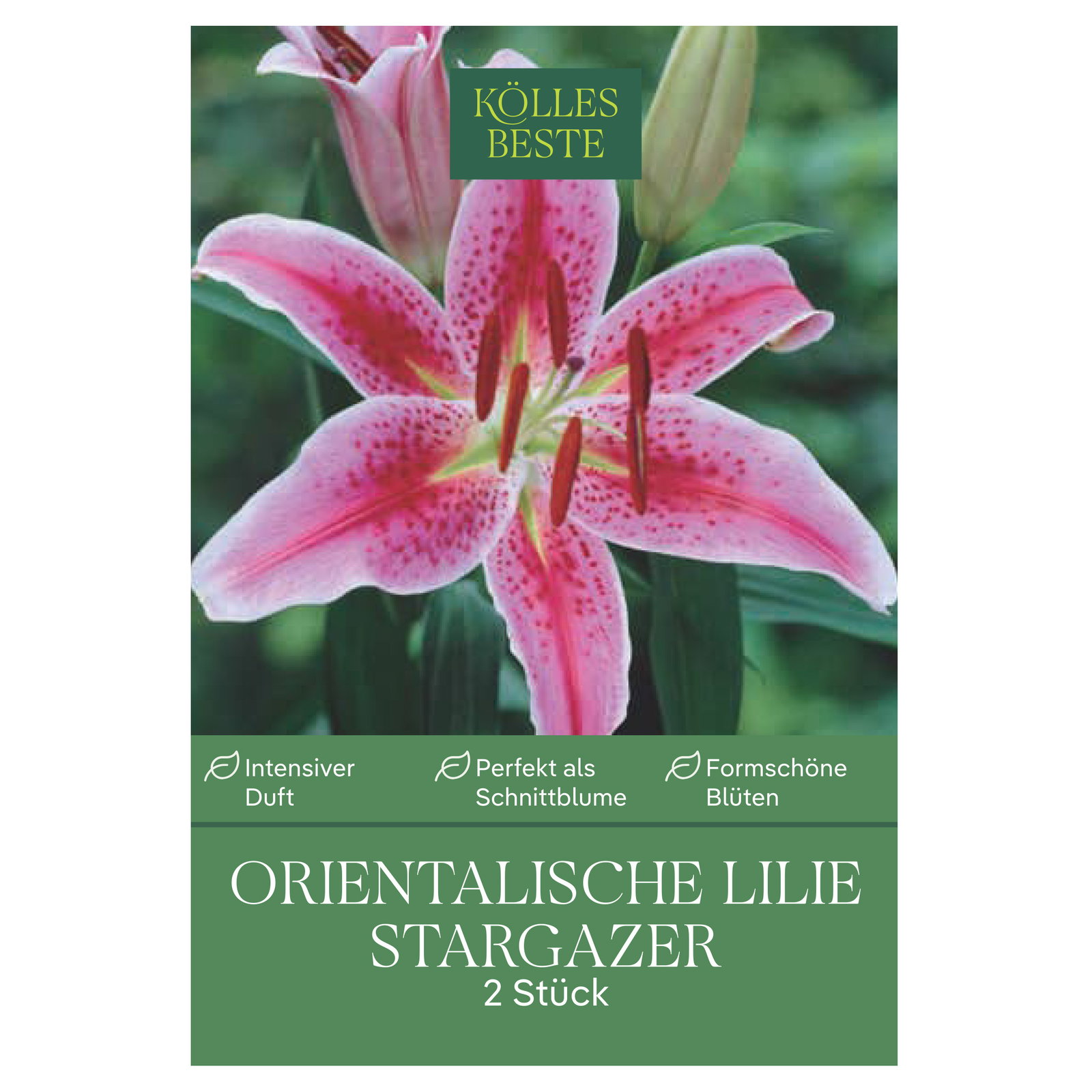 Kölles Beste Lilien Stargazer, rosa, 2 Blumenknollen