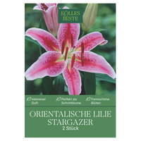 Kölles Beste Lilien Stargazer, rosa, 2 Blumenknollen