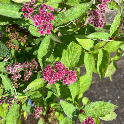 Rote Japanspiere 'Double Play® Red', Spiraea japonica, rot, im Topf 5 Liter