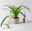 Bio Grünlilie 'Hawaiian', Topf-Ø 12 cm, 2 Pflanzen