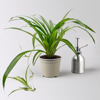 Bio Grünlilie 'Hawaiian', Topf-Ø 12 cm, 2 Pflanzen
