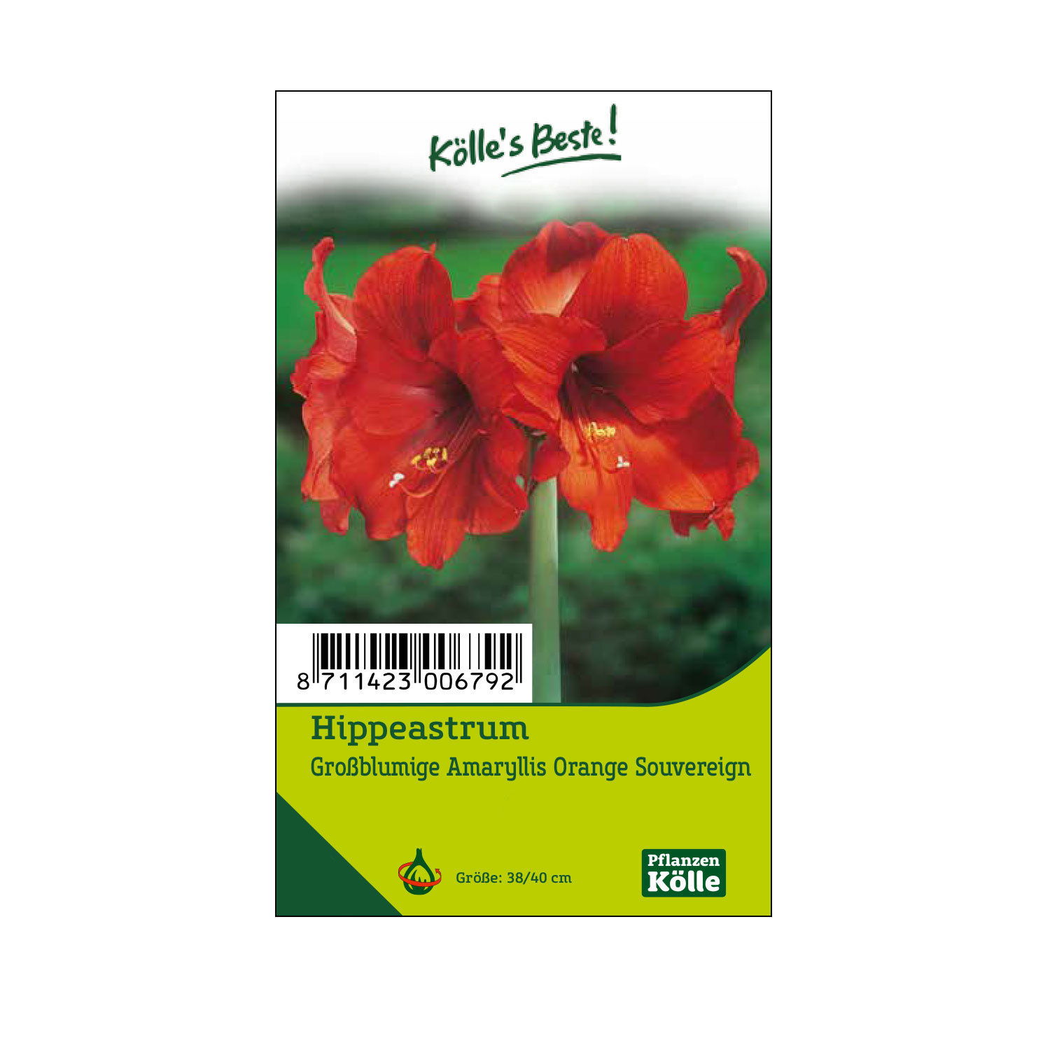 Großblumige Amaryllis Orange Souvereign orange, 1 Blumenzwiebel