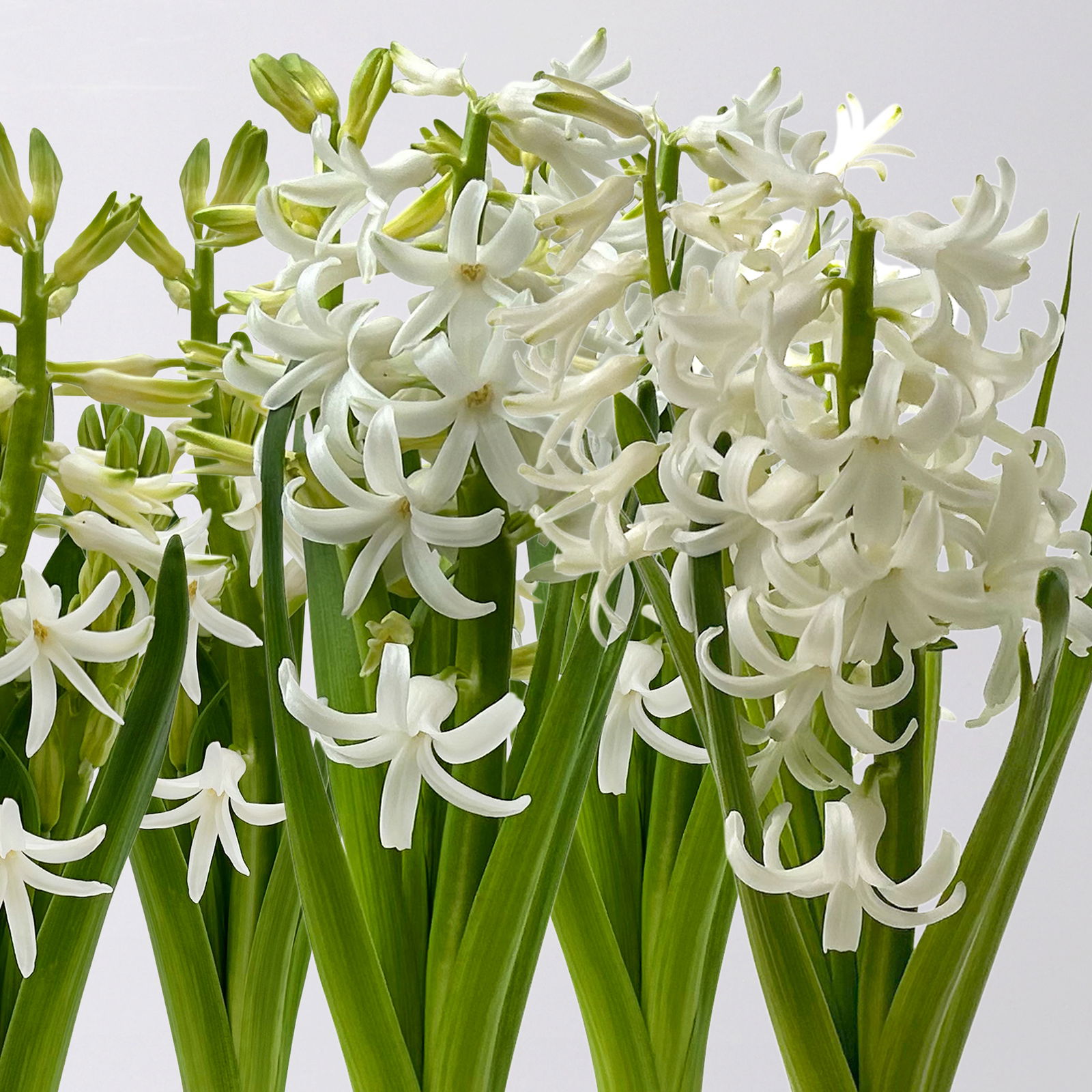 Zwiebelpflanzen-Set Frühlingsbote, gelb-weiß, 9 Pflanzen Zwiebelpflanzen-Set Frühlingsbote, gelb-weiß, 9 Pflanzen