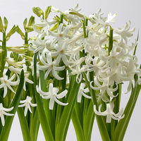 Zwiebelpflanzen-Set Frühlingsbote, gelb-weiß, 9 Pflanzen Zwiebelpflanzen-Set Frühlingsbote, gelb-weiß, 9 Pflanzen