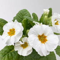 Pflanzenkreation Frühlingsblüten, 12 Pflanzen inkl. Erde