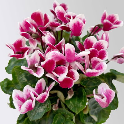 Alpenveilchen 'Exclusive® Odora' lila-weiß, duftend, Topf-Ø 10,5 cm, 4 Stück