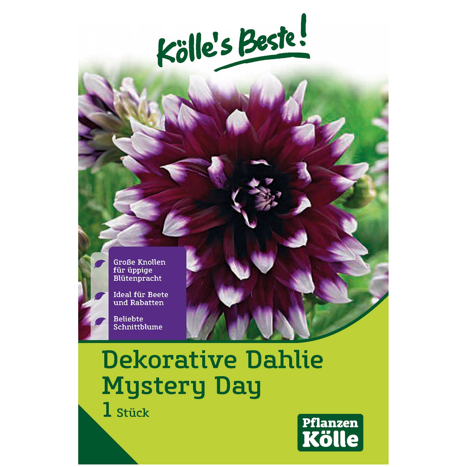 Dahlie 'Mystery Day', violett/weiß, 1 Blumenknolle