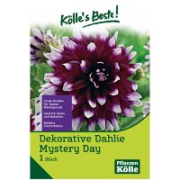 Dahlie 'Mystery Day', violett/weiß, 1 Blumenknolle