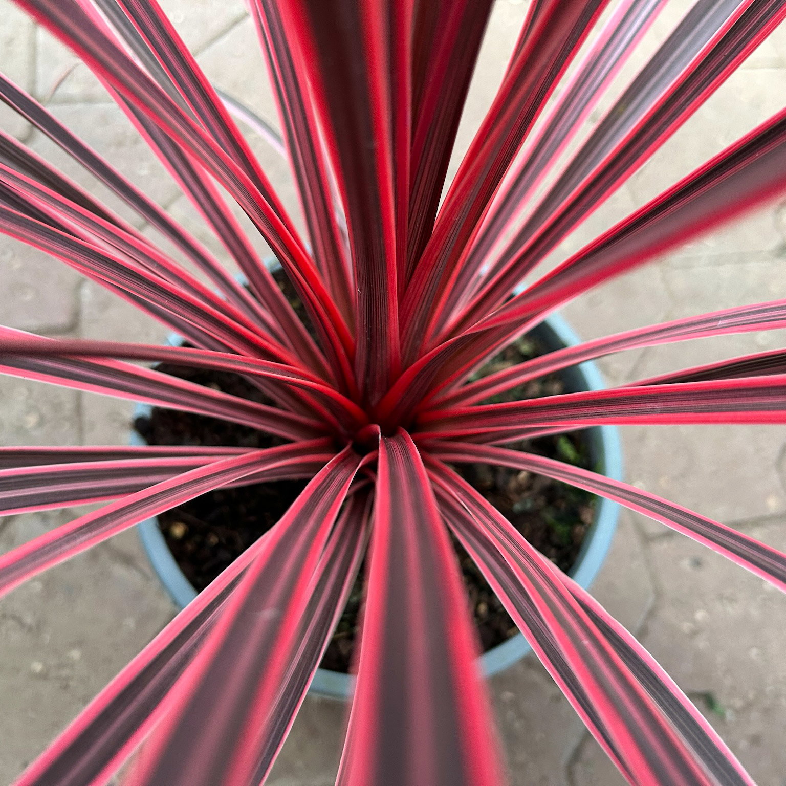 Keulenlilie 'Charlie Boy', pink-graugrün, Topf-Ø 17 cm