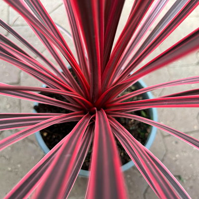 Keulenlilie 'Charlie Boy', pink-graugrün, Topf-Ø 17 cm
