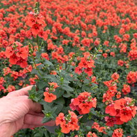 Pflanzenkreation 'Insektenbuffet', bunt, 6 Pflanzen inkl. Erde und Dünger