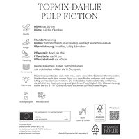 Kölles Beste Topmix-Dahlie Pulp Fiction, rot, 1 Blumenknolle