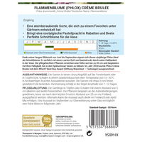 Thompson & Morgan Flammenblume (Phlox) 'Crème Brulée', bunt Thompson & Morgan Flammenblume (Phlox) 'Crème Brulée', bunt