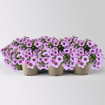 Zauberglöckchen 'Lavandula Cheesecake' lila, Topf-Ø 13 cm, 6 Pflanzen