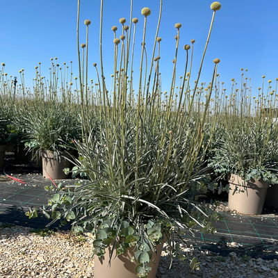 Craspedia & Eukalyptus Duo, gelb & blaugrün, Topf-Ø 27 cm