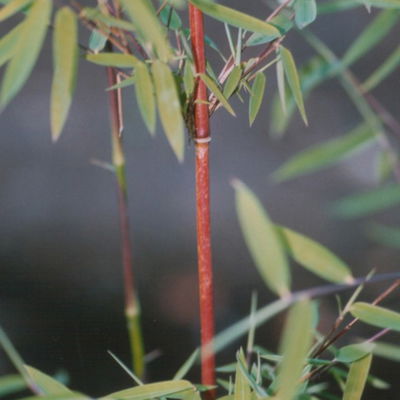 Bambus 'Dekorative Halme Rot/Schwarz', Höhe 80-100cm, Topf 7,5/10 Liter, 2 Stück Bambus 'Dekorative Halme Rot/Schwarz', Höhe 80-100cm, Topf 7,5/10 Liter, 2 Stück