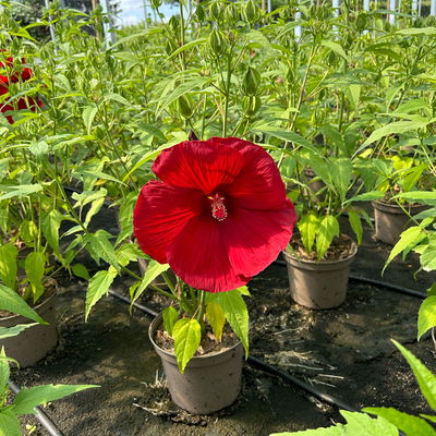 Staudenhibiskus 'My Valentine' rot, Topf 5 Liter