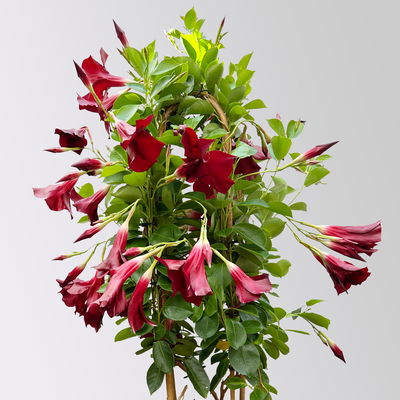 Dipladenie dunkelrot, Doppelbogen, Topf-Ø 17 cm,  Höhe ca. 60 cm