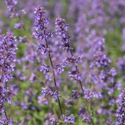 Katzenminze 'Walkers Low', blau, 3 Liter Topf Katzenminze 'Walkers Low', blau, 3 Liter Topf