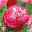 Klatschmohn „Supreme“ (Papaver rhoeas), gefüllte Blüten in Rosatönen, einjährig