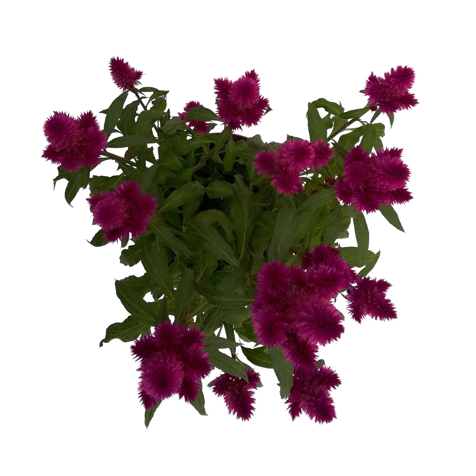 Federbusch 'Deep Purple' lila, Topf-Ø 17 cm, 2er-Set