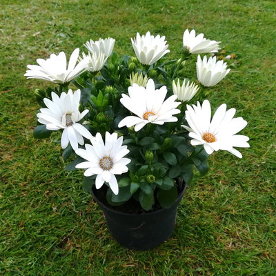 Kapkörbchen creme, Topf-Ø 12 cm, 6er-Set