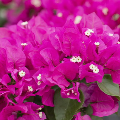 Bougainvillea, Pyramide, Topf-Ø 17 cm, Höhe ca. 65 cm, 2 Pflanzen