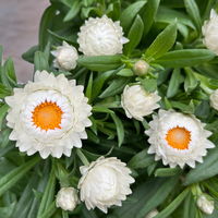 Strohblume, weiß, Topf- Ø 15 cm, 3 Pflanzen
