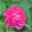Historische Strauchrose 'Rose de Resht®', purpurrot, Topf 5 Liter