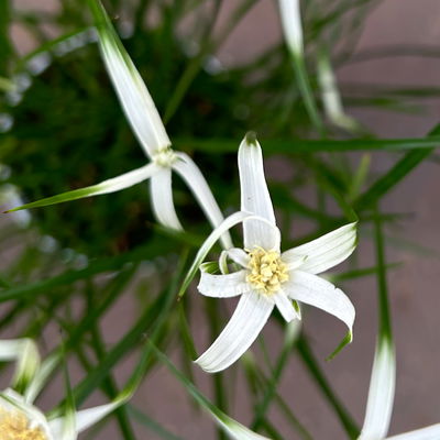 Rhynchospora colorata 'Sternentänzergras', Topf-Ø 10,5 cm, 6 Pflanzen