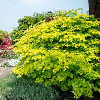 Gelber Fächerahorn 'Jordan', Höhe 80-100 cm, Topf 10 Liter Gelber Fächerahorn 'Jordan', Höhe 80-100 cm, Topf 10 Liter