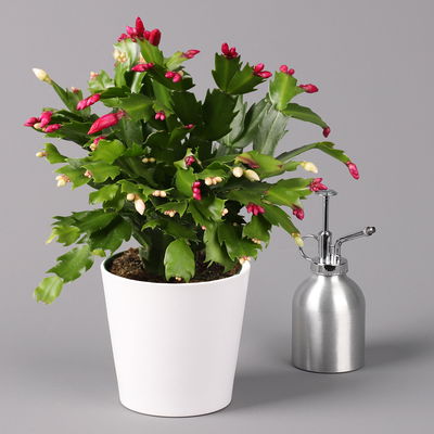 Weihnachtskaktus 'Duo', 2 Farben, mit Übertopf weiß, Topf-Ø 12 cm, 2 Pflanzen