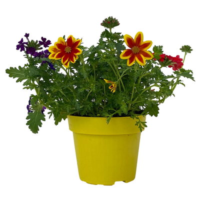 Sommerblumen Mix TrioMio™ bunt, Mix zufällig, Topf-Ø 12 cm, 6er-Set